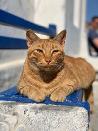 Portrait of cat sitting