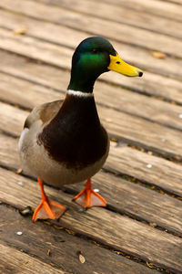 Close-up of bird