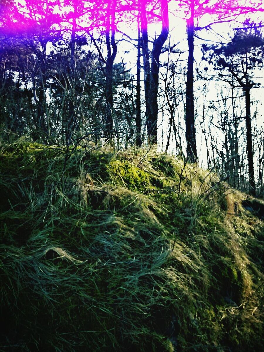 tree, growth, tranquility, forest, nature, tranquil scene, beauty in nature, tree trunk, branch, grass, scenics, plant, sunlight, outdoors, non-urban scene, field, green color, woodland, auto post production filter, day