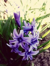 Close-up of purple flowers blooming outdoors