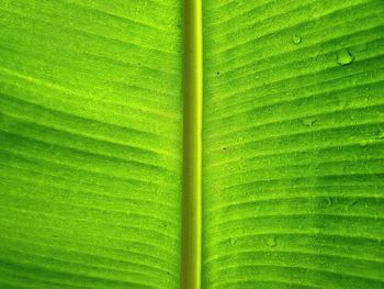 Full frame shot of green leaf