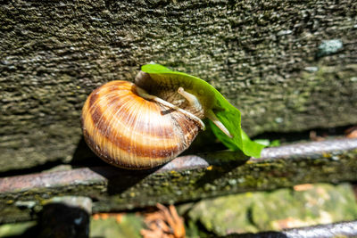 Close-up of snail