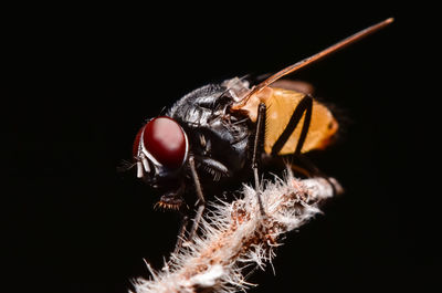 Fly is in the nature with dark background.