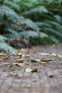 Surface level of leaf