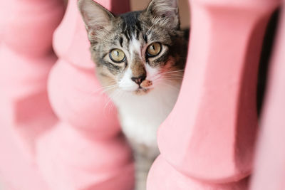 Close-up portrait of tabby cat against pink wall
