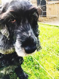 Close-up of dog on grass