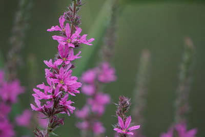 Close-up of flowers blooming outdoors