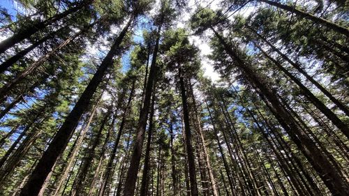 Low angle view of bamboo trees in forest