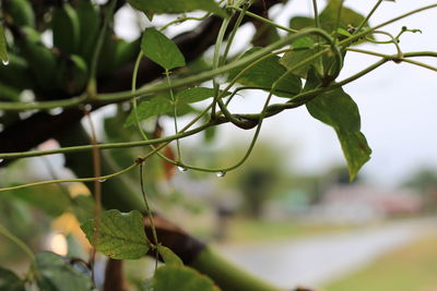 Close-up of green leaves on plant