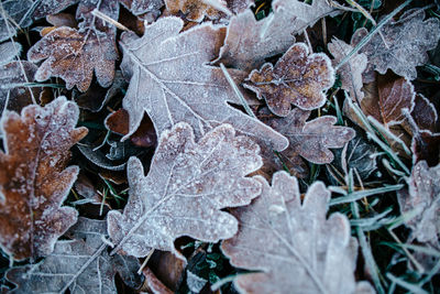 Close-up of dry leaves on snow covered land