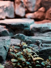 Close-up of lizard on rock