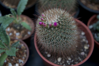 Close-up of thistle blooming outdoors