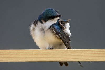 Close-up of a bird looking away