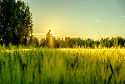 Scenic view of field against sky during sunset