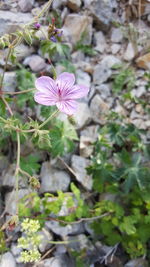 High angle view of cosmos blooming outdoors