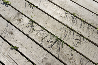 Full frame shot of plants growing amidst wooden planks