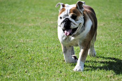 Dog standing in field