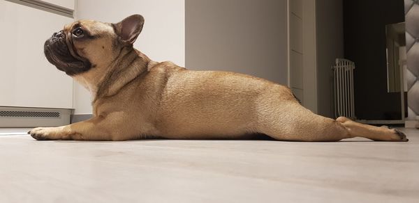 Side view of a dog resting on tiled floor