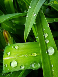 Close-up of water drops on leaf