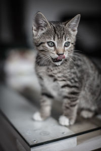 Close-up portrait of a cat