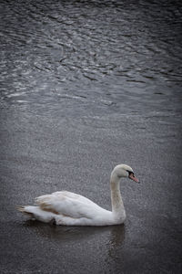 Swan swimming in lake