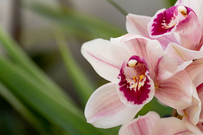 Close-up of pink flower