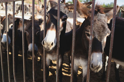 View of cows in zoo