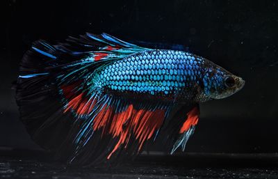 Fancy siamese fighting fish or halfmoon is a beautiful fish that is popular for foreigners. 