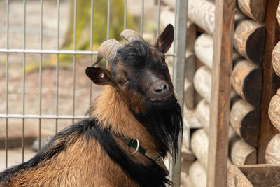 Feldkirch, austria, february 17, 2024 funny goat in a wild life park