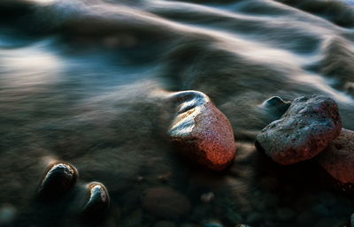 Close-up of duck in sea