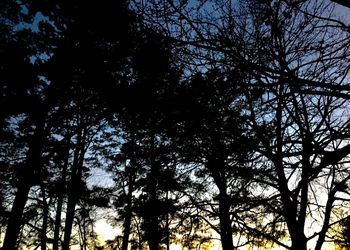 Low angle view of trees against sky