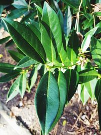 Close-up of green leaves on plant