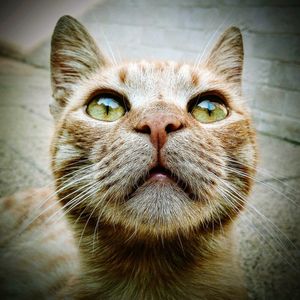 Close-up portrait of cat