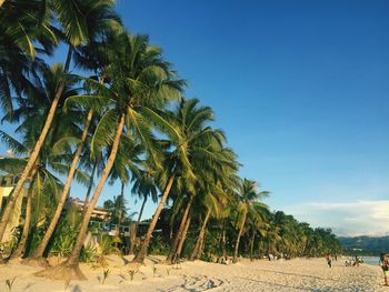 Low angle view of palm trees at beach against blue sky