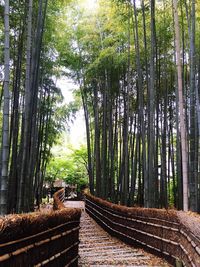 Footpath amidst trees in forest