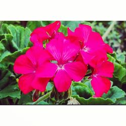 Close-up of pink flower