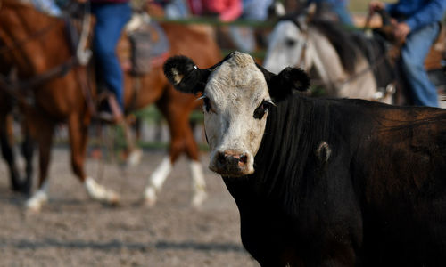 Cow standing in field