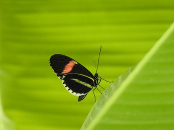 Close-up of butterfly on leaf