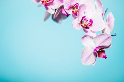 Close-up of pink orchids against clear blue sky