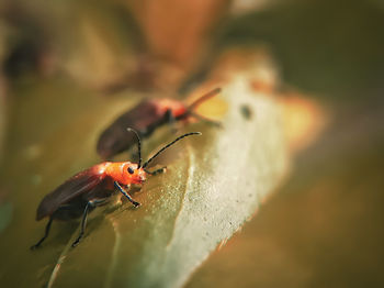Close-up of insect on red flower