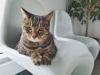 Close-up portrait of a cat sitting at home