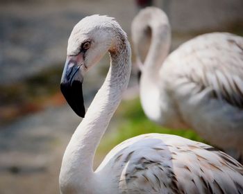Close-up of swan