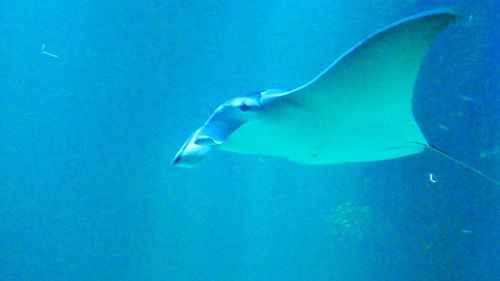 Fish swimming in sea