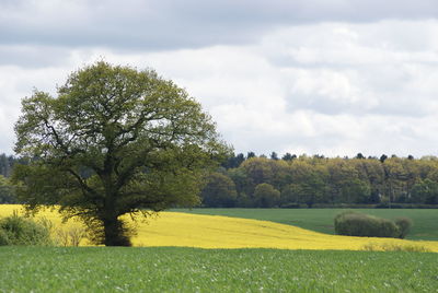 Scenic view of agricultural field against sky