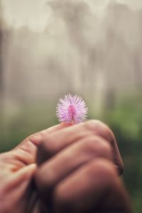 Close-up of hand holding flower against blurred background