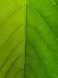 Full frame shot of leaf