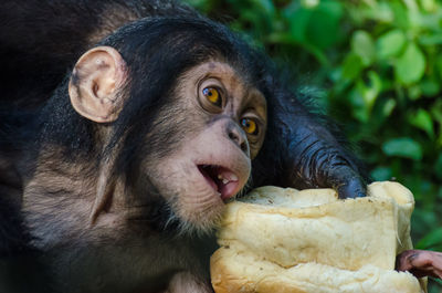 Close-up of monkey eating food