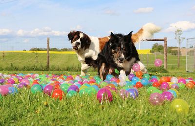 Dogs with colorful balloons standing on field against sky