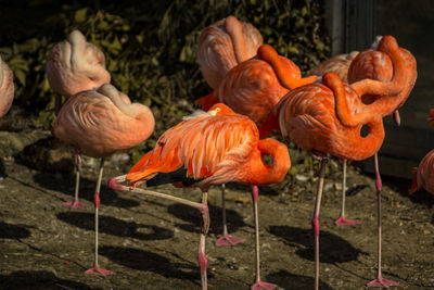 Close-up of birds