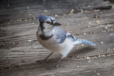 Close-up of bird perching on wood